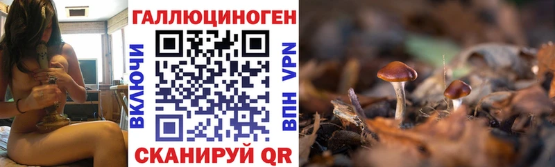 Галлюциногенные грибы Psilocybe  Тогучин 